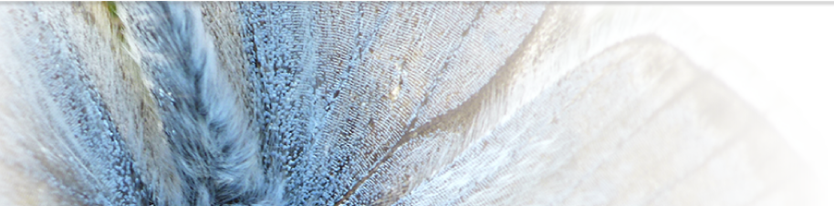 dignersFONDretro2Montage